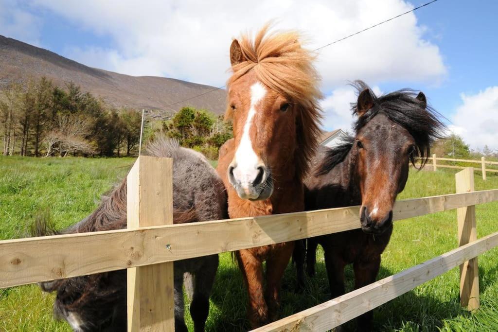 Cottage Skelligs Coast, Ring Of Kerry Cahersiveen Ngoại thất bức ảnh